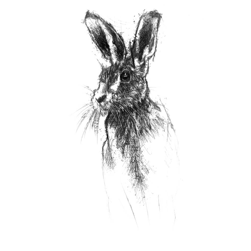 Brown hare