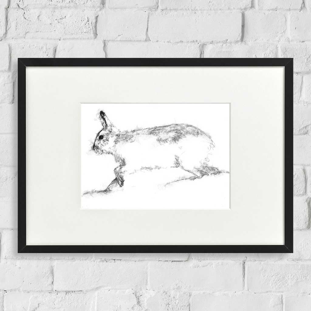 Mountain hare