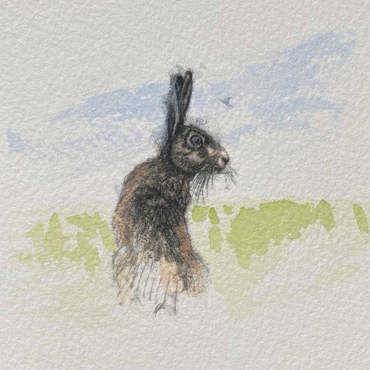 Hare alert mini sketch