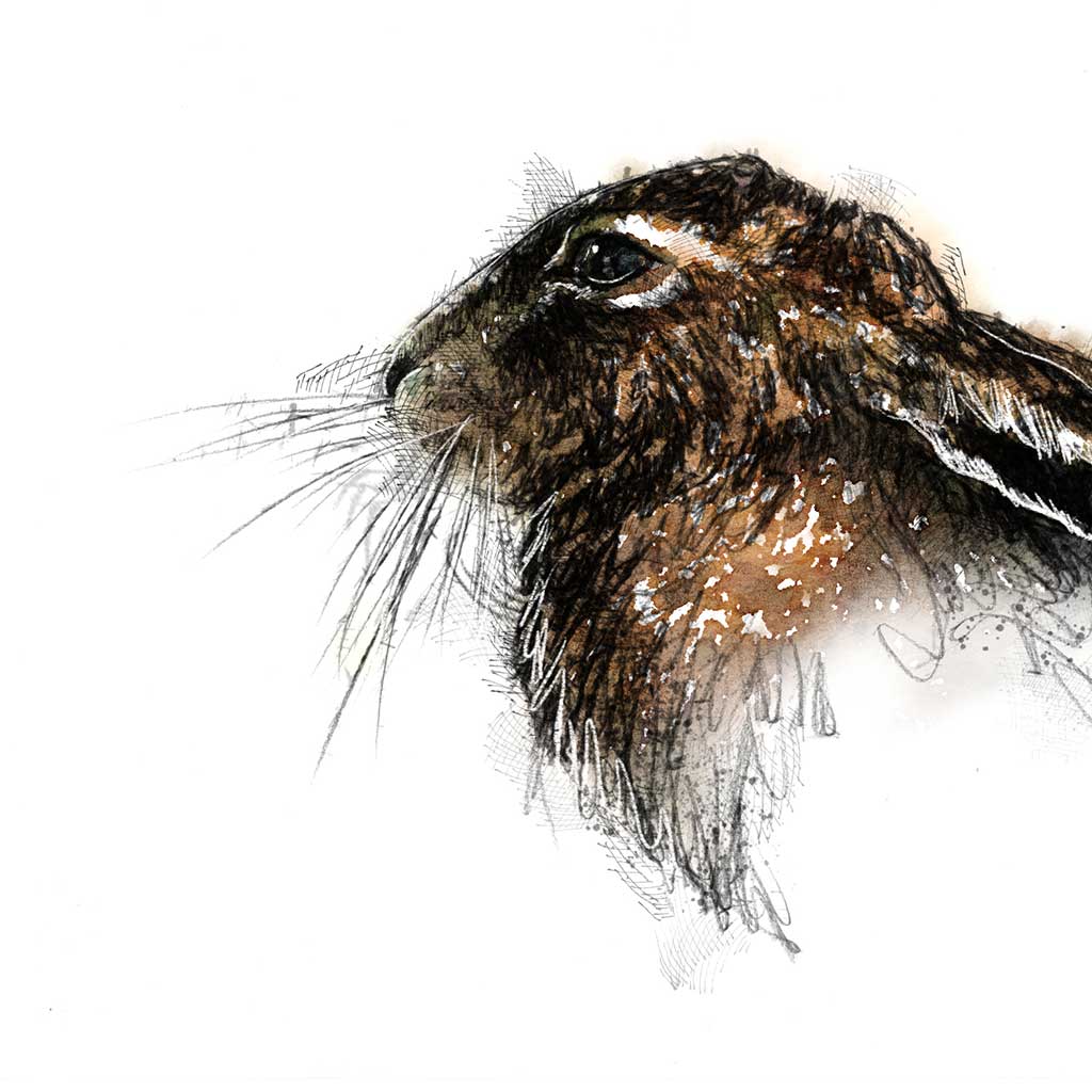 Brown hare settled
