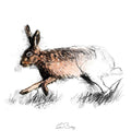 Hare running