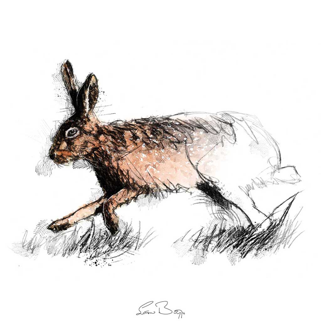 Hare running