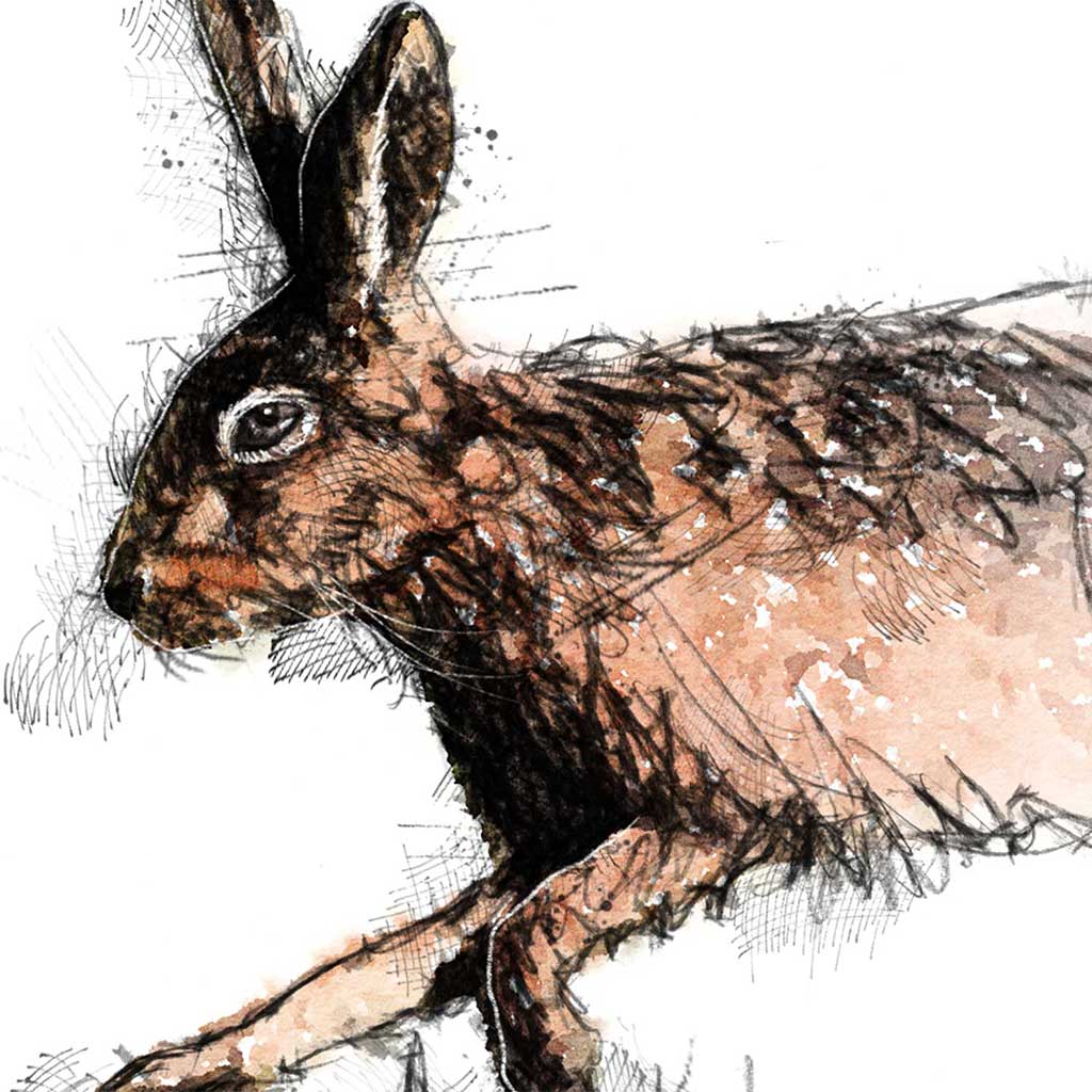 Hare running