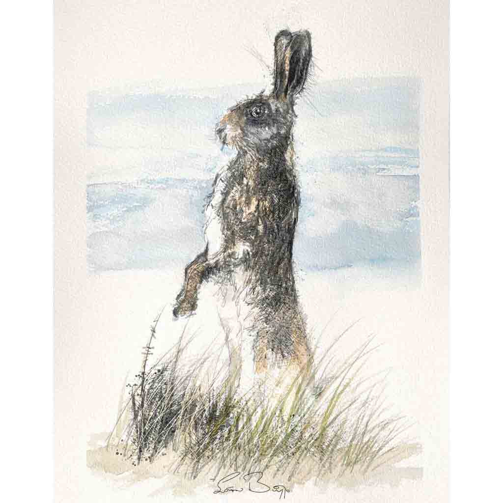 Hare alert sketch