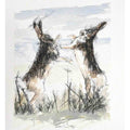Hares boxing sketch