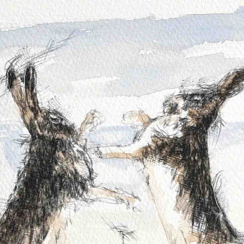 Hares boxing sketch