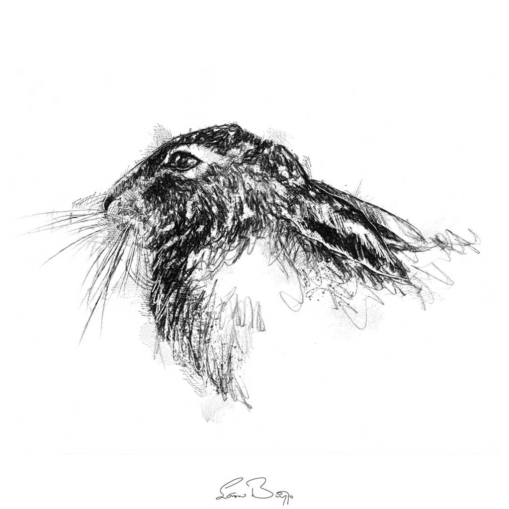 Brown hare resting