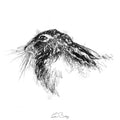 Brown hare resting
