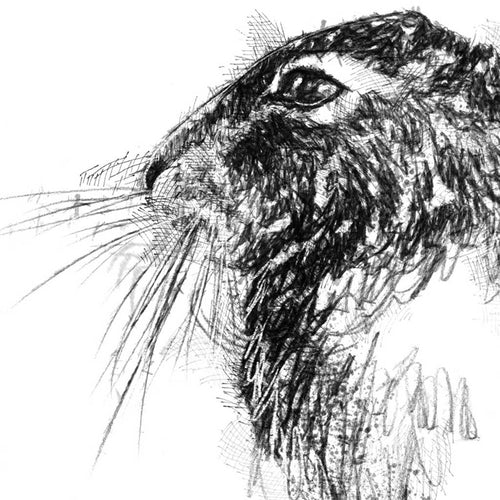 Brown hare resting
