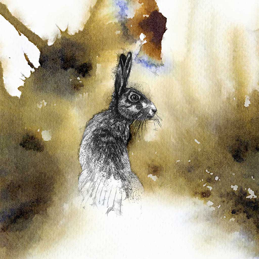 Hare splash