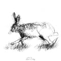 Brown hare run