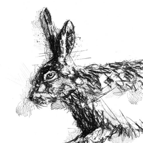 Brown hare run