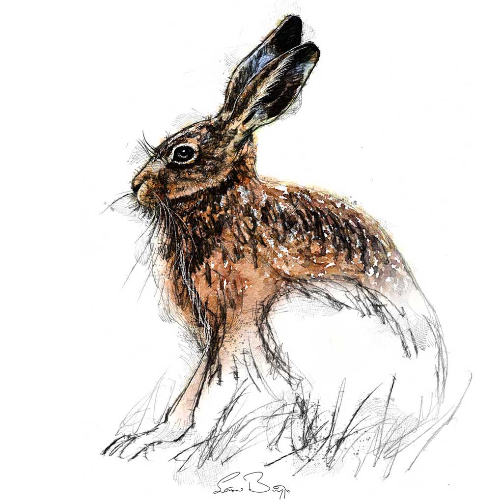 Brown hare sitting