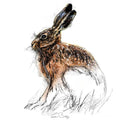 Brown hare sitting