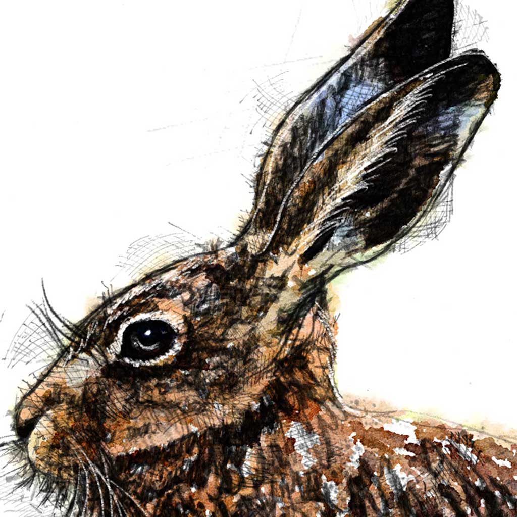 Brown hare sitting