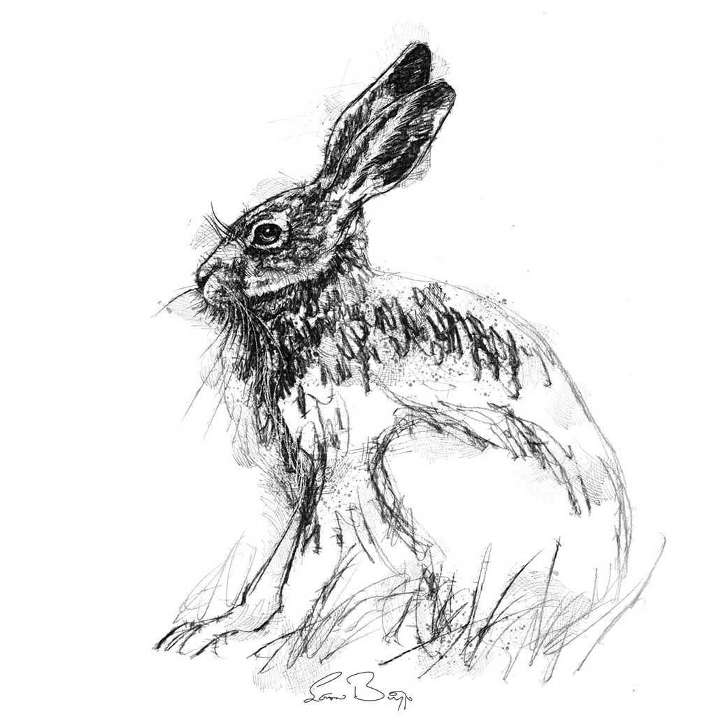 Brown hare sitting