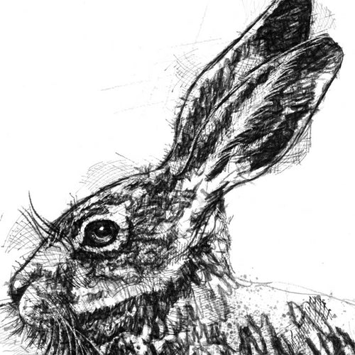 Brown hare sitting