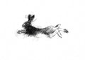 Hare flight