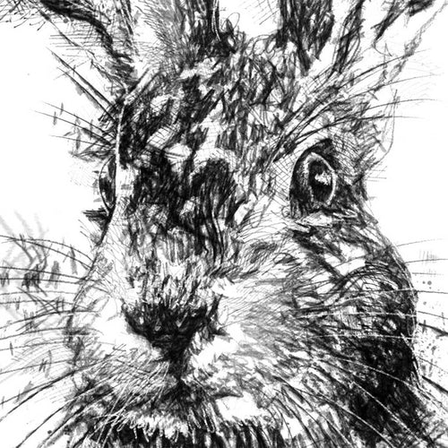 Brown hare alert