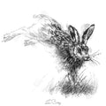 Running hare