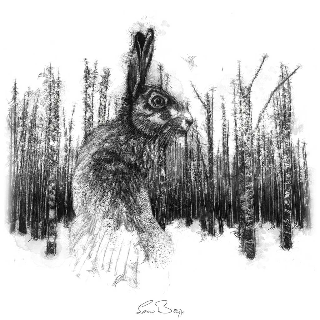 Beech hare