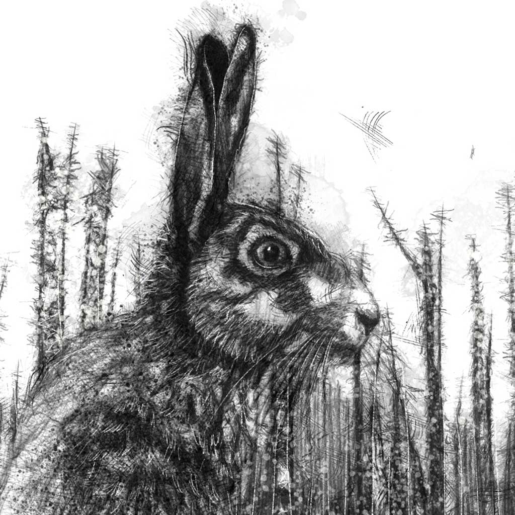 Beech hare