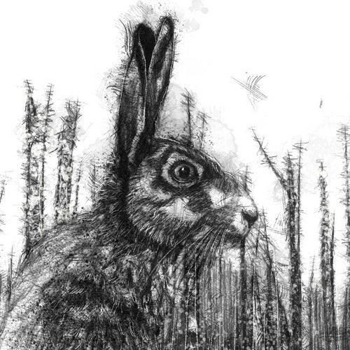 Beech hare