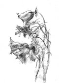 Harebells