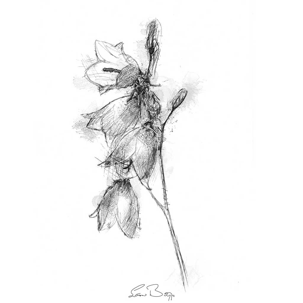 Harebell