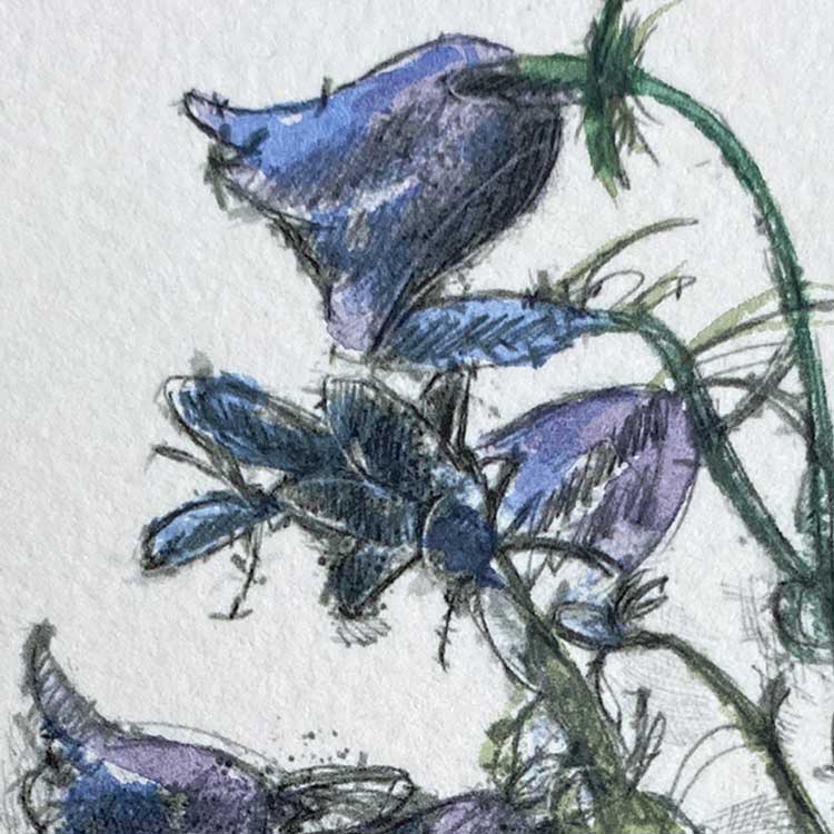 Harebell mini sketch