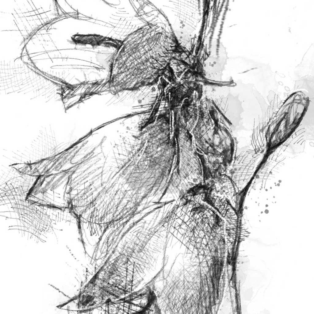 Harebell