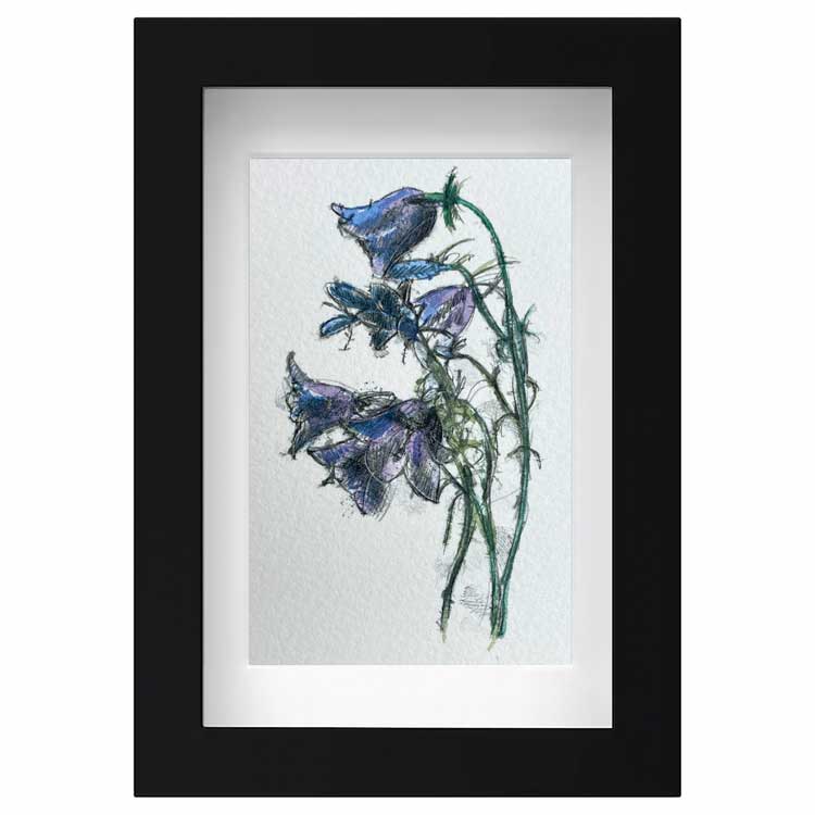 Harebell mini sketch