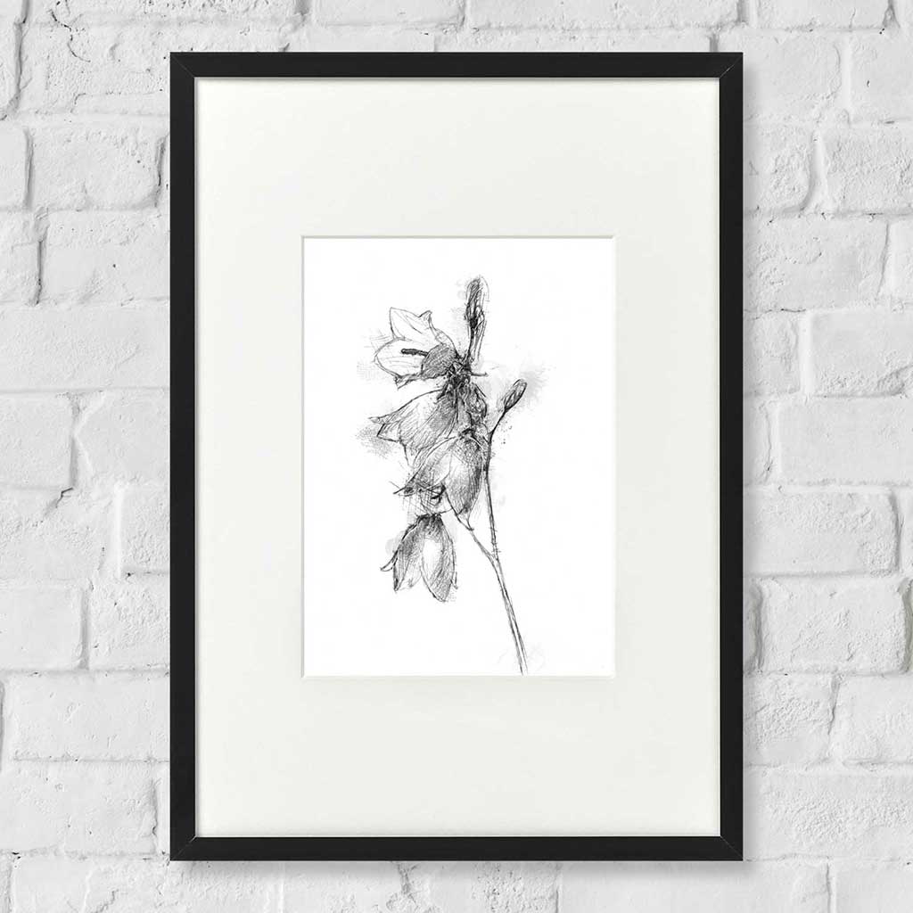 Harebell