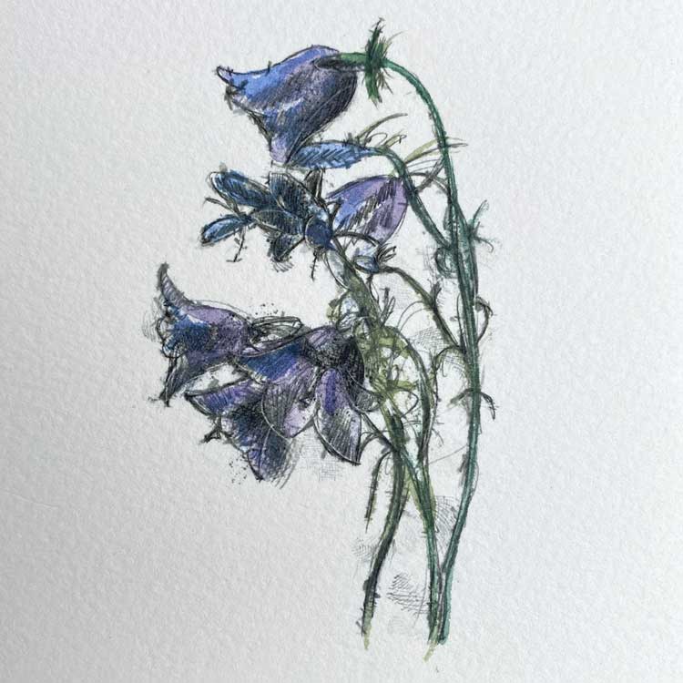 Harebell mini sketch