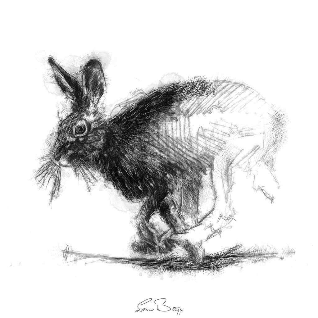 Brown hare