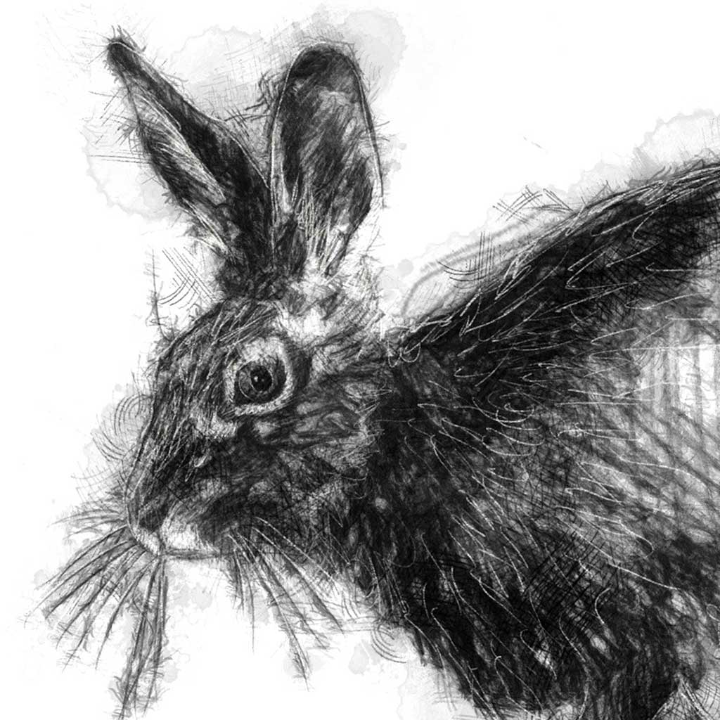 Brown hare