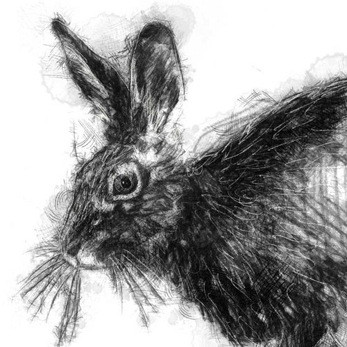 Brown hare