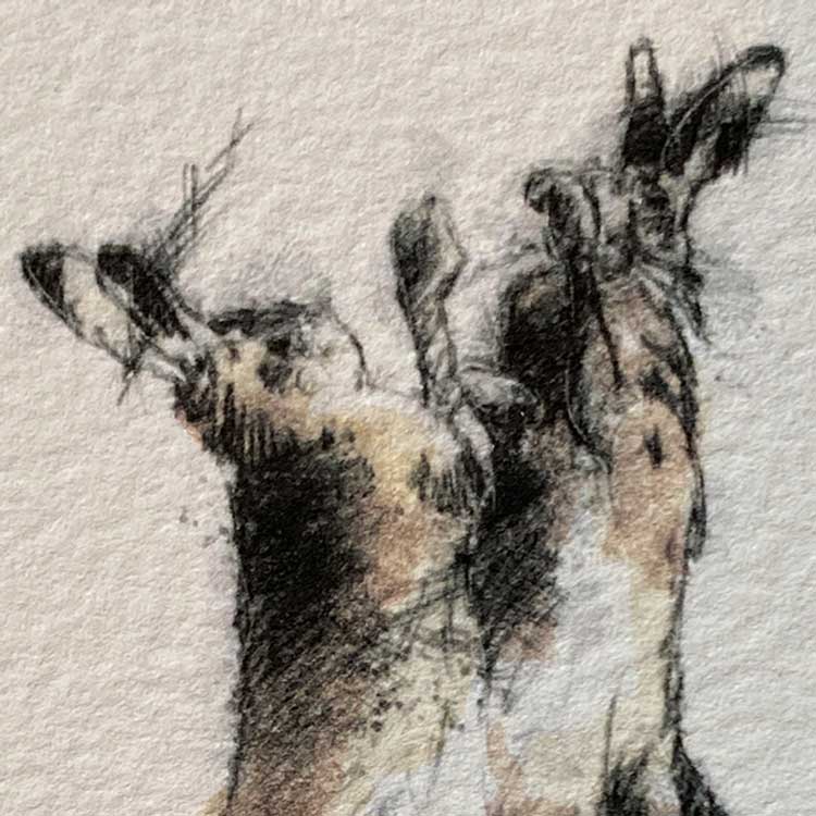 Boxing hares mini sketch