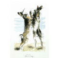 March hares boxing