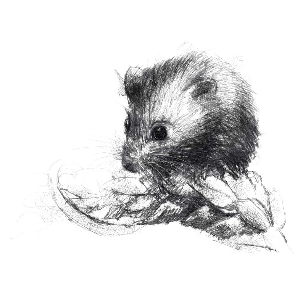 Harvest mouse