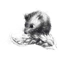 Harvest mouse