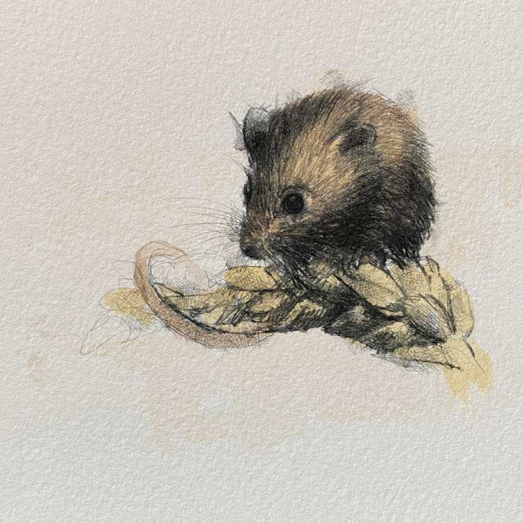 Harvest mouse mini sketch