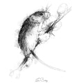 Harvest mouse