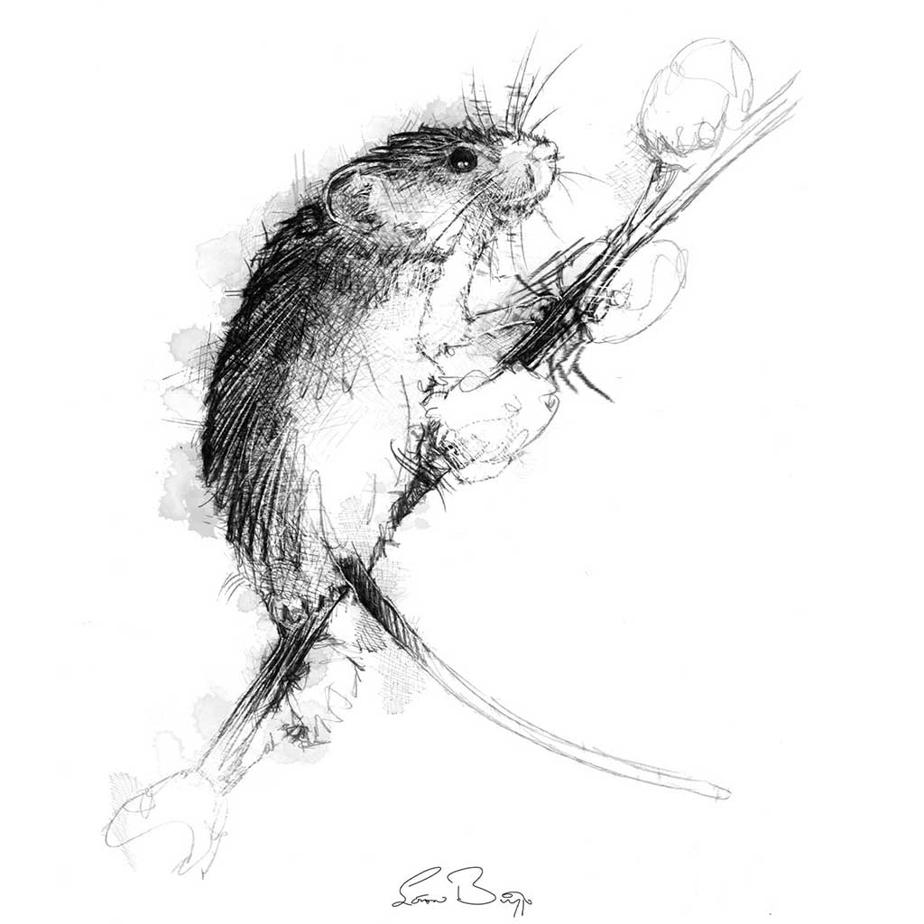 Harvest mouse