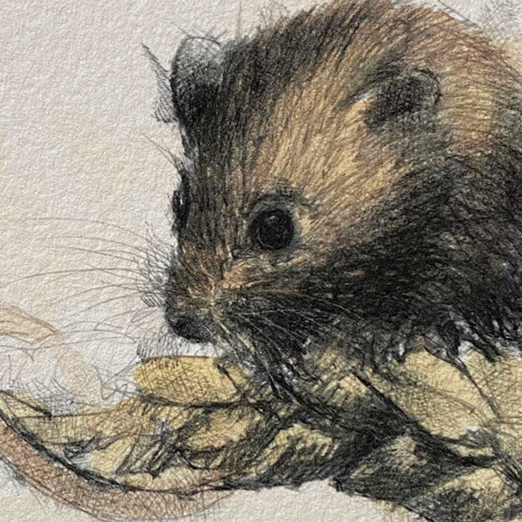 Harvest mouse mini sketch