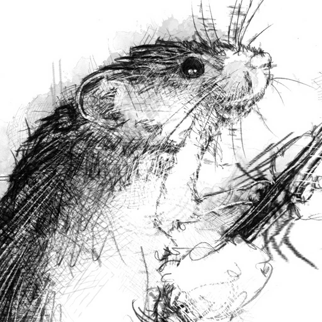 Harvest mouse