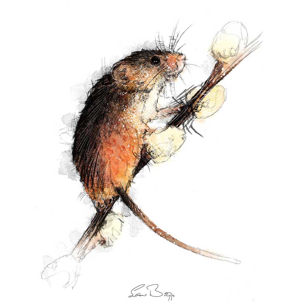 Harvest mouse colour