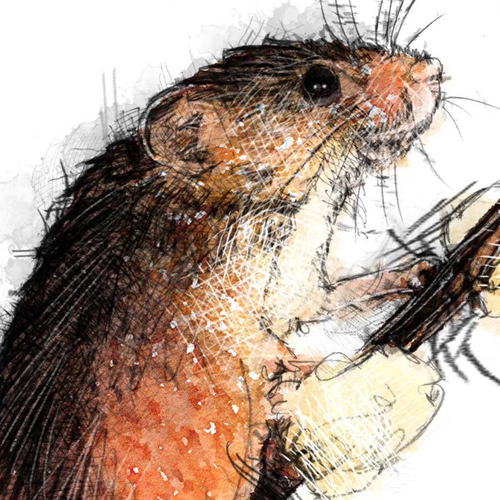 Harvest mouse colour
