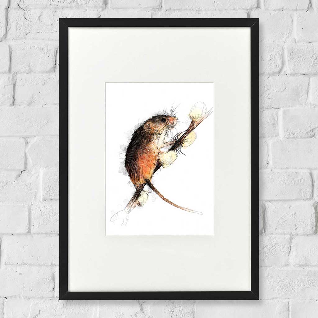 Harvest mouse colour