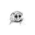 Hazel Dormouse - BW Sketch